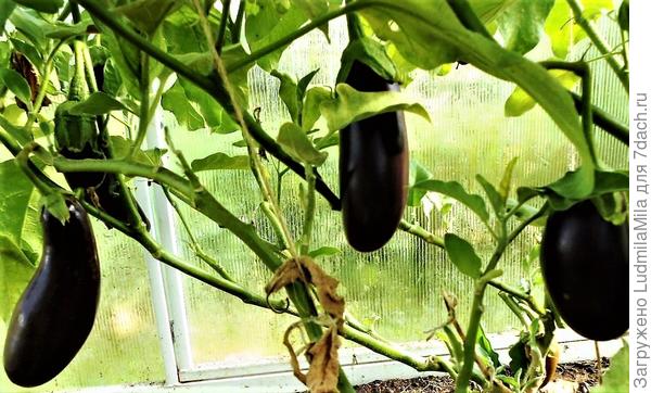 Баклажаны в сентябре