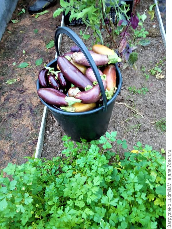 Последний урожай.5 октября