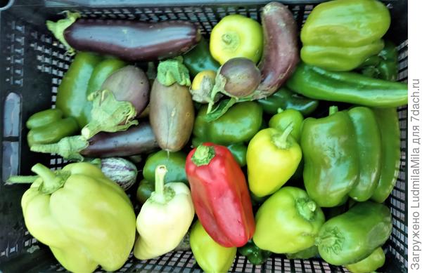 Для икры(последние в октябре)