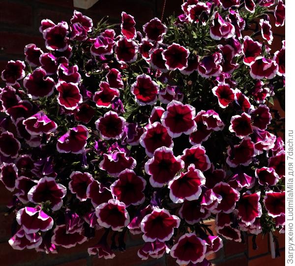 Например,вот такая красота в вазоне