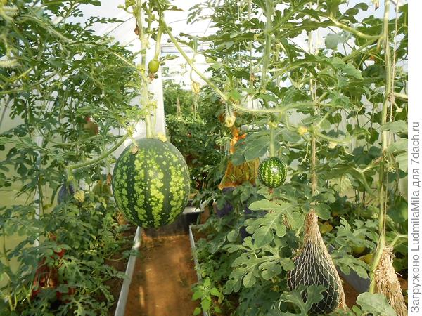 Царство арбузов