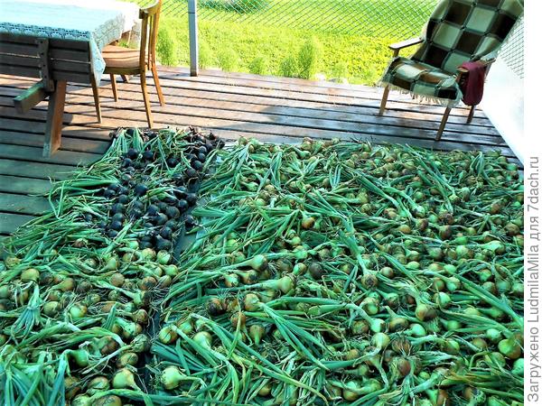 Собрали урожай