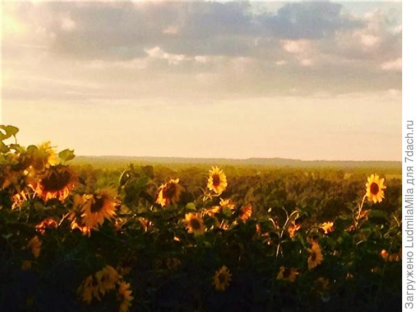 На закатном солнышке