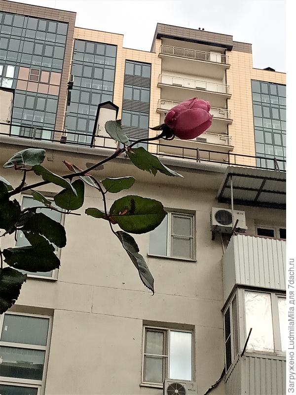 Даже бутоны