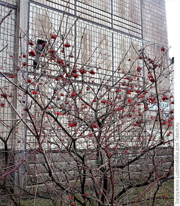 А уже скоро новый урожай))))