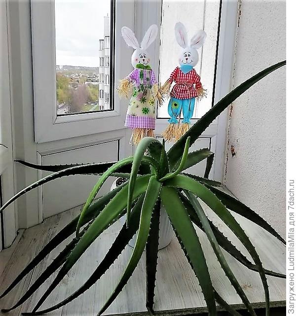 Думаю без внука не обошлось)))Сфотографировали и послали маме,чтобы она сыну внушение сделала))))