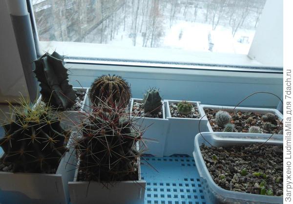 Вот прорастают в плошках,среди них и алоэ