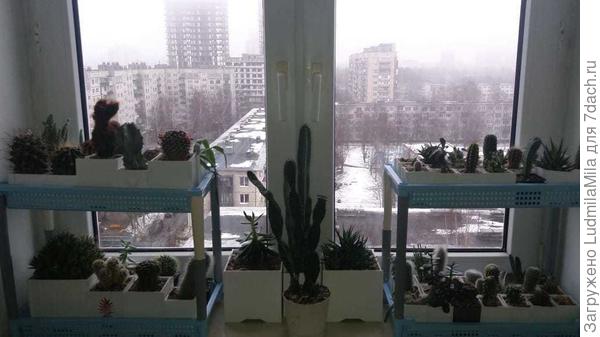 А здесь все сразу-алоэ,суккуленты других видов,кактусы