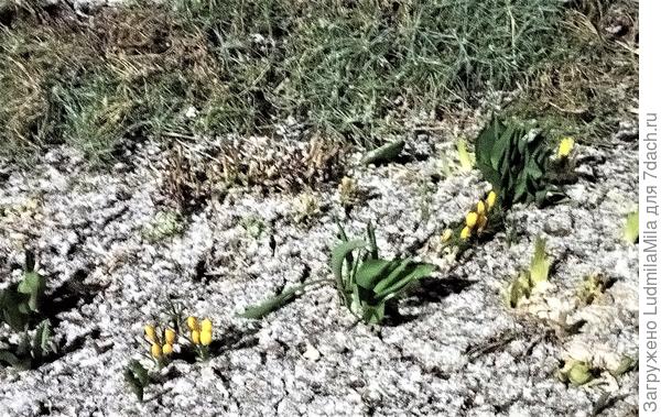 А это те же крокусы в 21 час...в снегу