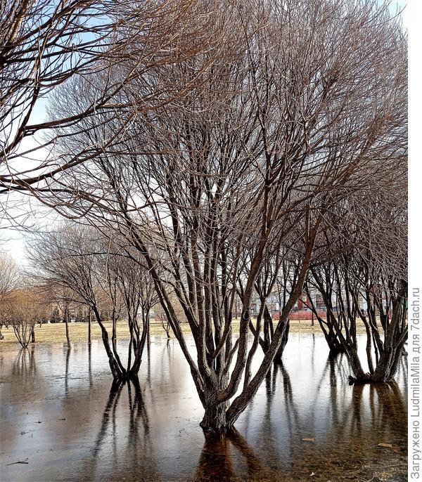 Утро,под деревьями замерзшая вода