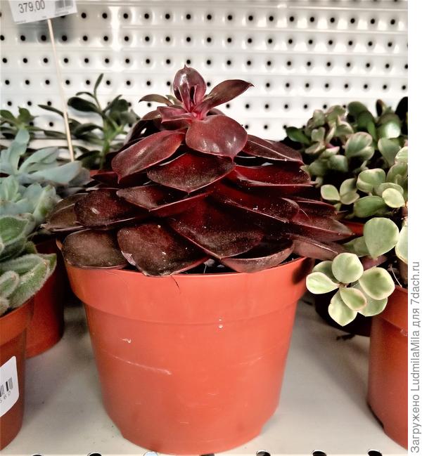 Он или не он?