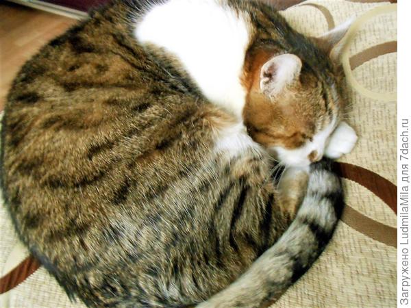 Подушечка))))