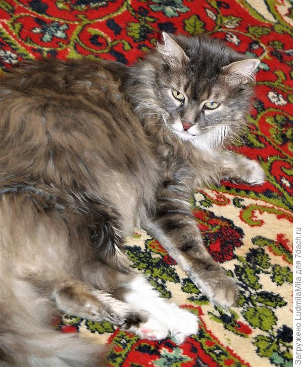 Тимка-кот не породистый,но вредный.Ел только с теткиных рук,на всех шипел не хуже кобры))))