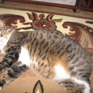 Еще один Тимка-ленивый и толстый