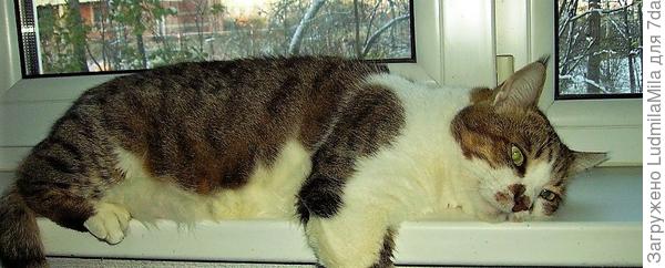 Возле теплой батареи