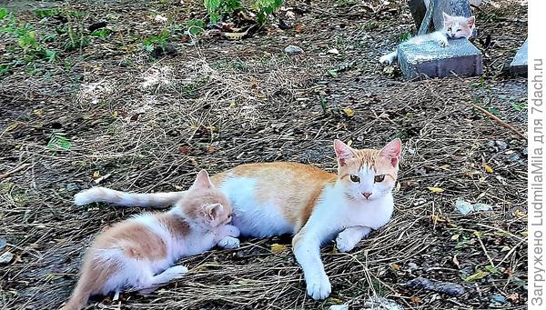 Мама и детишки