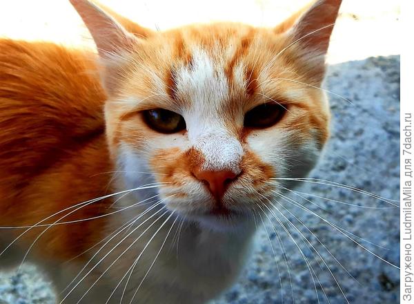 Кошка попрошайка(сколько не дашь,все будет мало)