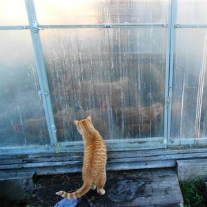 У меня подглядывает за курочками))))