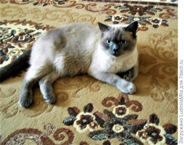 А это Барсик)))Внучка так назвала.Терпеливый и плюшевый