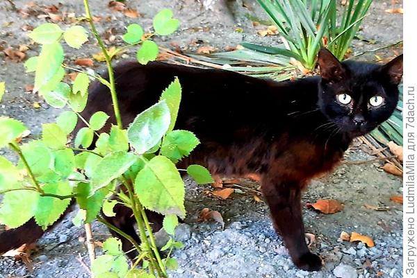 Испугались?Тогда уступите дорогу черному коту!