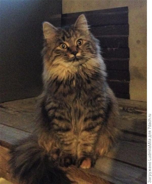 Что сделали с моим братом?????Почему он такой мокрый????