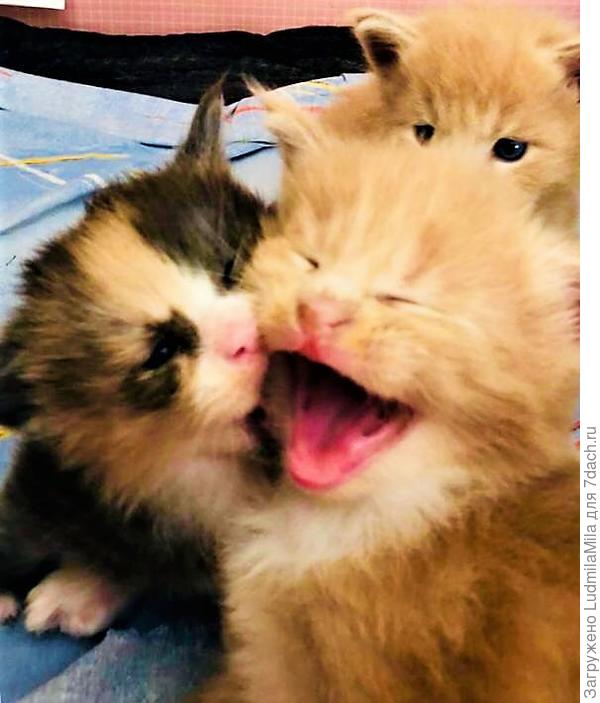 Целовашки-обнимашки