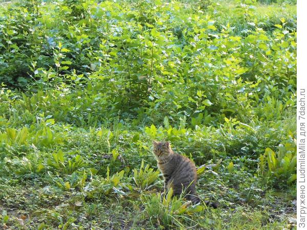 Не повезло..воробьи улетели....