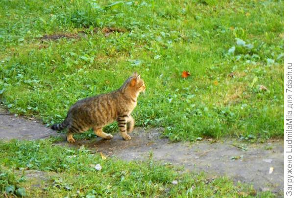 Увидела воробьев,клюющих спорыш