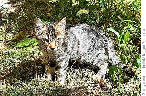 Смотрит недобро и подозрительно