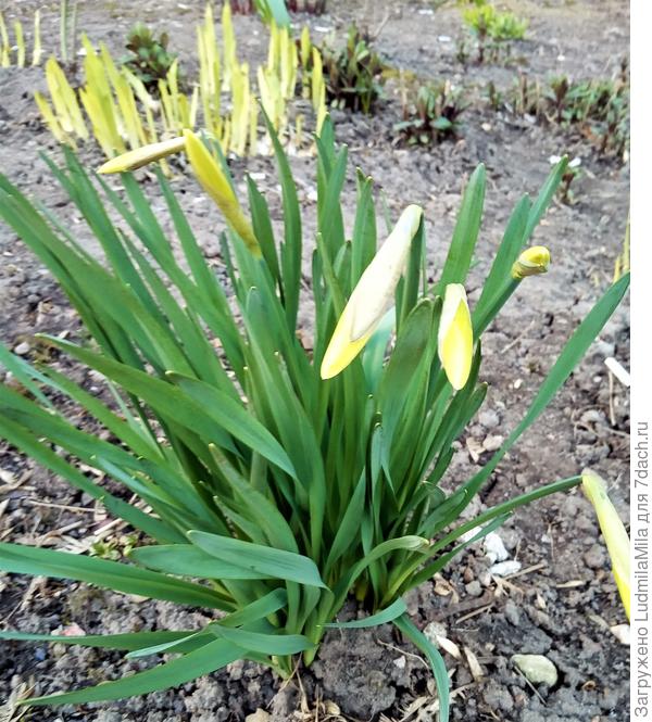 Скоро все будет желтым..нарциссы вот-вот расцветут