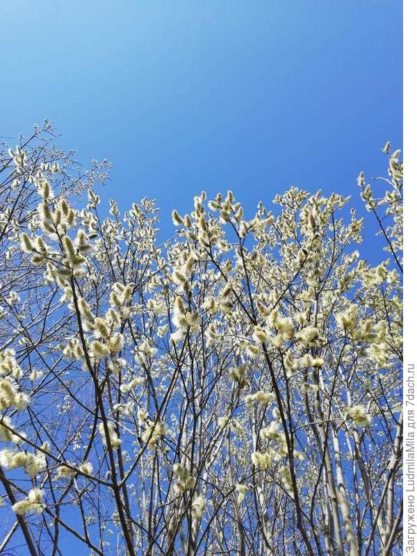 Весна-небо голубое(ох и редкость это для Питера)