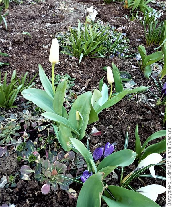 Самые первые тюльпаны...неожиданно