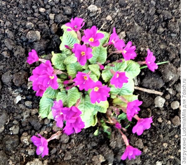 Самые яркие на сегодня цветы в палисадниках