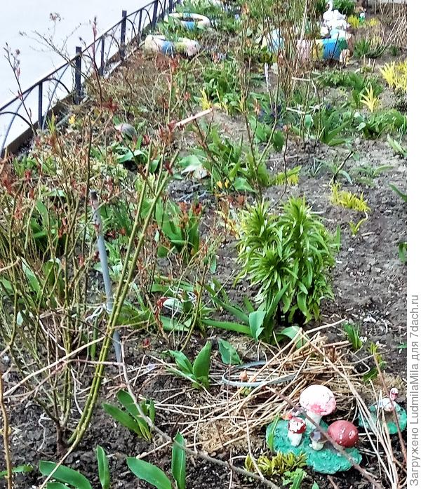 Кусочек весеннего палисадника