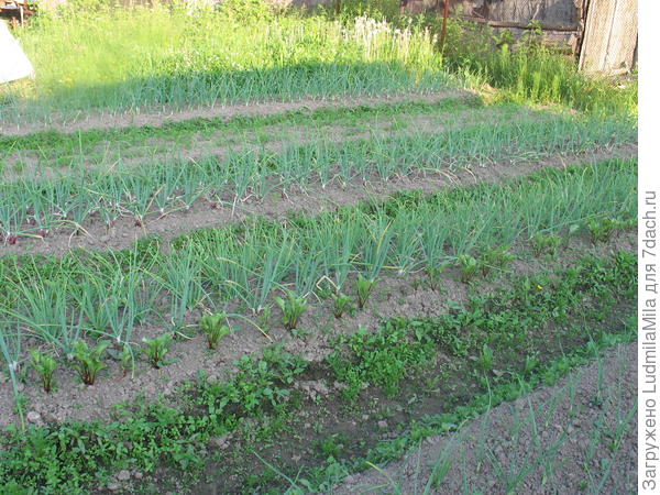 Самые первые