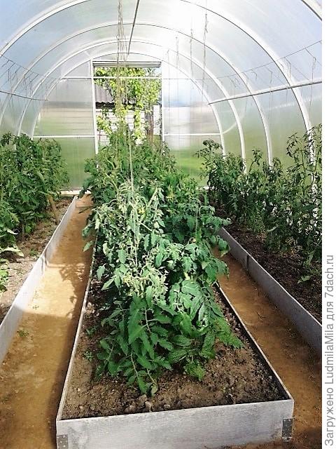 Теплица с томатами