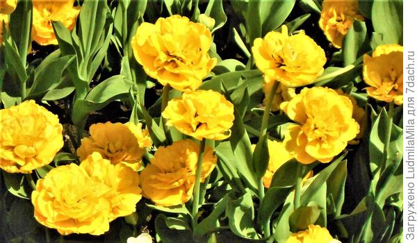 Солнечного настроения!