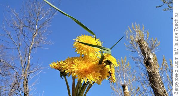 Солнышко весны