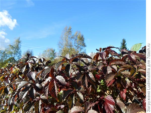 Оттеняя небо....