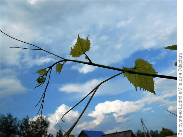 Достать до тучки