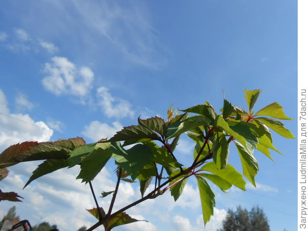 &quot;Дикий&quot;,но виноград