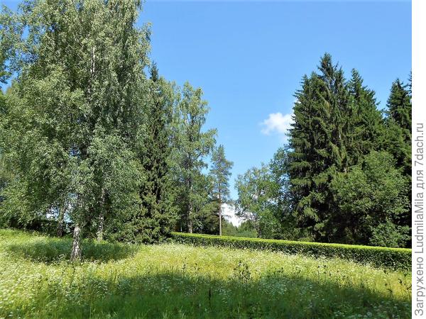 Среди берез и елей