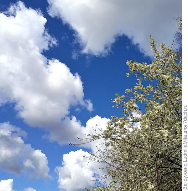 Тучи и черемуха