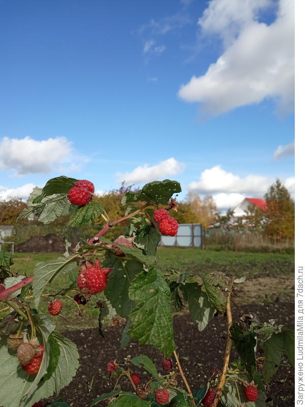 Малины ноябрьской покушать