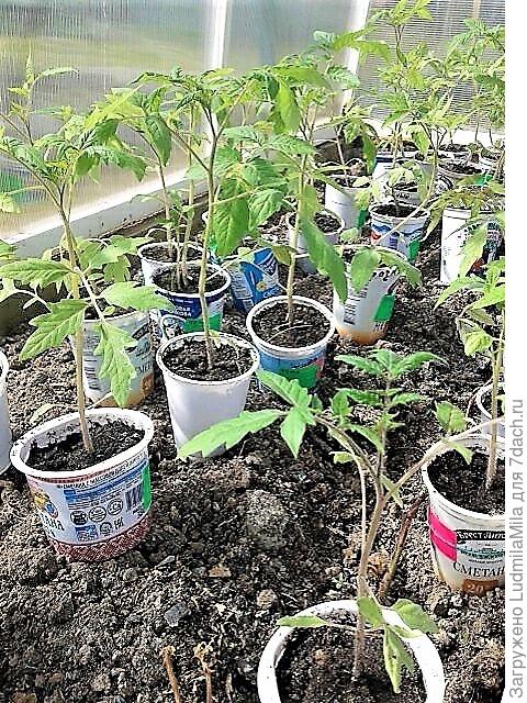 В стаканчиках на грядках