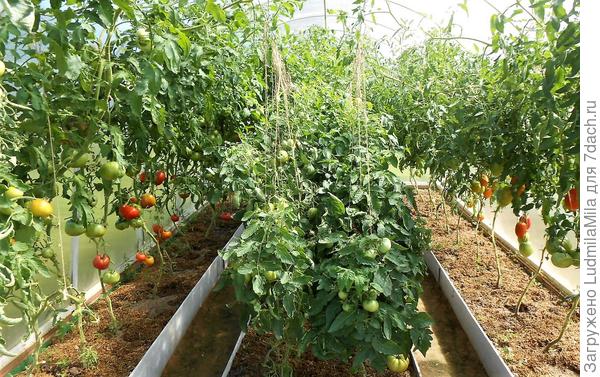 Надеюсь и в этом году томаты будут такими же урожайными.Урожай 2019г.