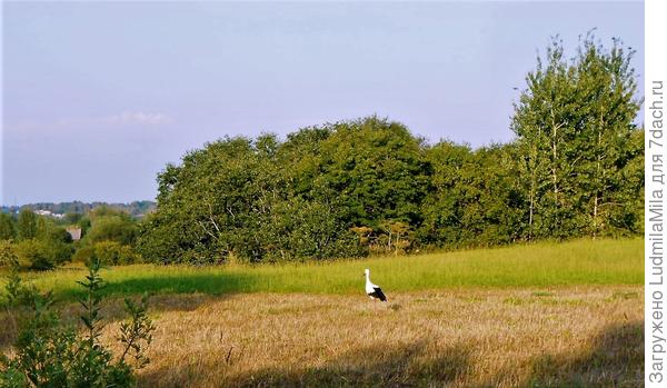 Новгородская область