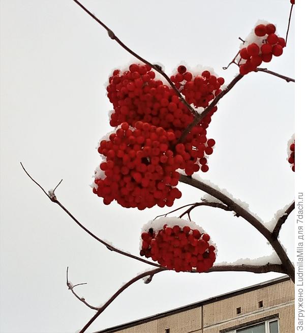 Рябина фоне зимнего питерского неба...(неба просто не видно)))))