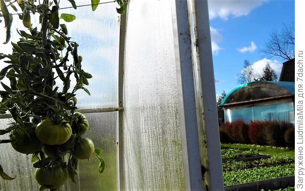 Октябрь....выглянула из теплицы....