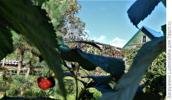 Нашла!!!!Октябрьская малина и кусочек голубого неба...